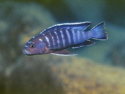 Cynotilapia sp. 'elongatus mdoka' Mdoka